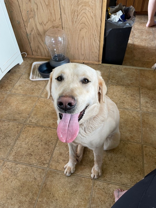 Lab shepherd mix puppies Dogs & Puppies for Rehoming Charlottetown