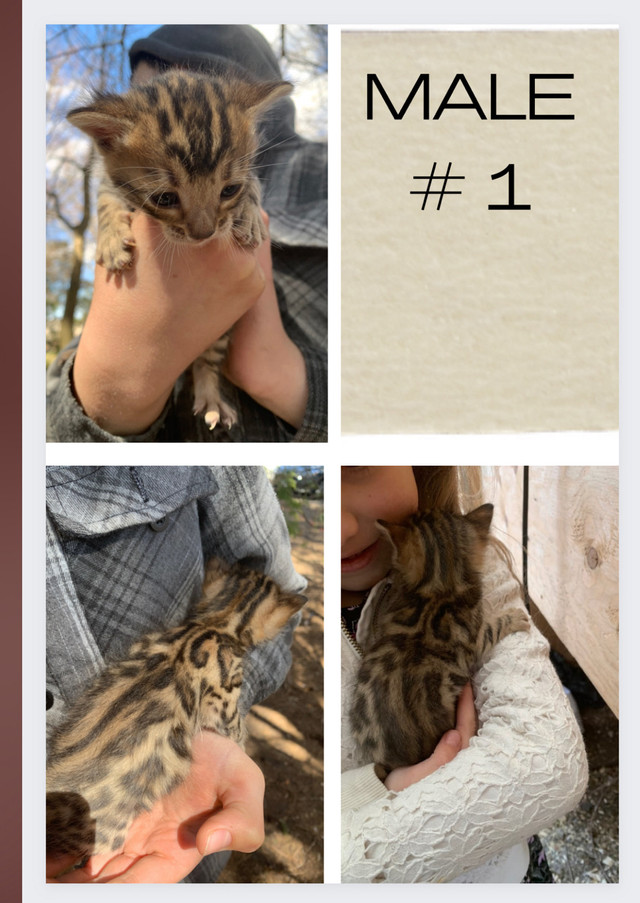 Beautiful Bengal Kittens  in Cats & Kittens for Rehoming in Leamington