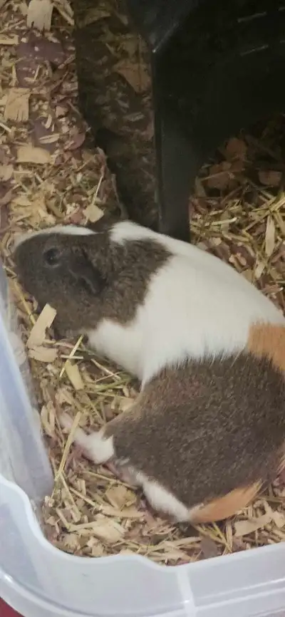 Guinea Pigs, View more