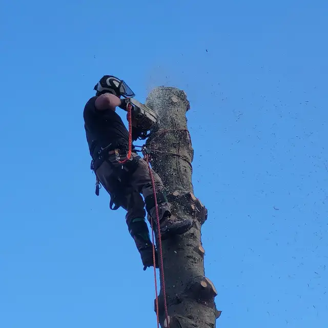 Tree service64959954900225123