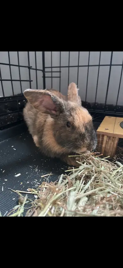 FREE RABBIT/ FREE SUPPLIES, View more