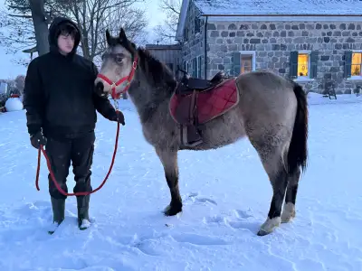 Registered Quarter Horse Mare. Meet Mandy, she's a coming 2 in the spring quarter horse mare. She is...