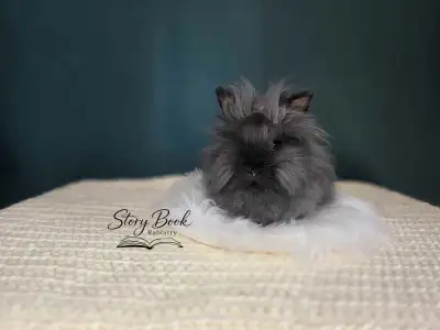 Lionhead Bunny - Male, View more
