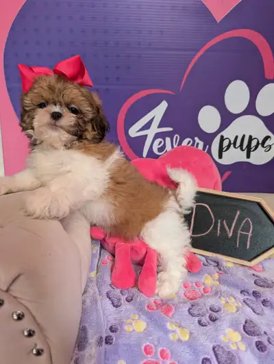 Pure Shihtzu pups *Registered parents w/international pedigree, View more