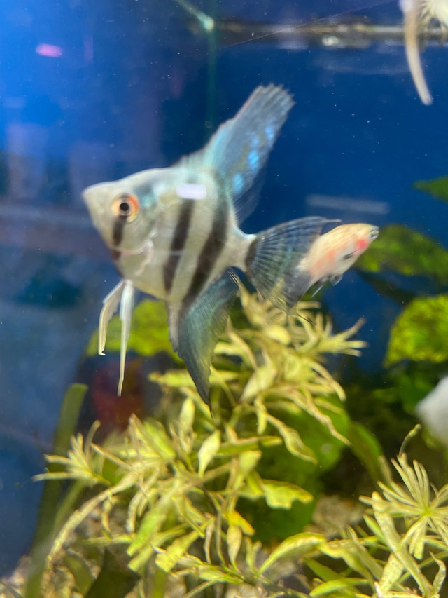 Cobalt Blue Zebra Angelfish  in Fish for Rehoming in Hamilton - Image 3