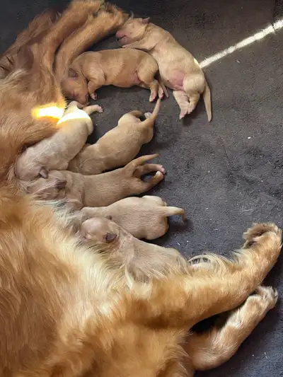 golden retriever waitlist, View more