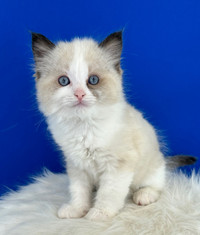 Gorgeous TICA REGISTERED Ragdoll Kittens