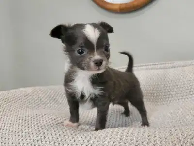 ❤️ Pure Applehead Chihuahua boy! Extra tiny!, View more