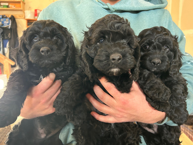 Cockapoo puppies in Dogs & Puppies for Rehoming in Edmonton - Image 3