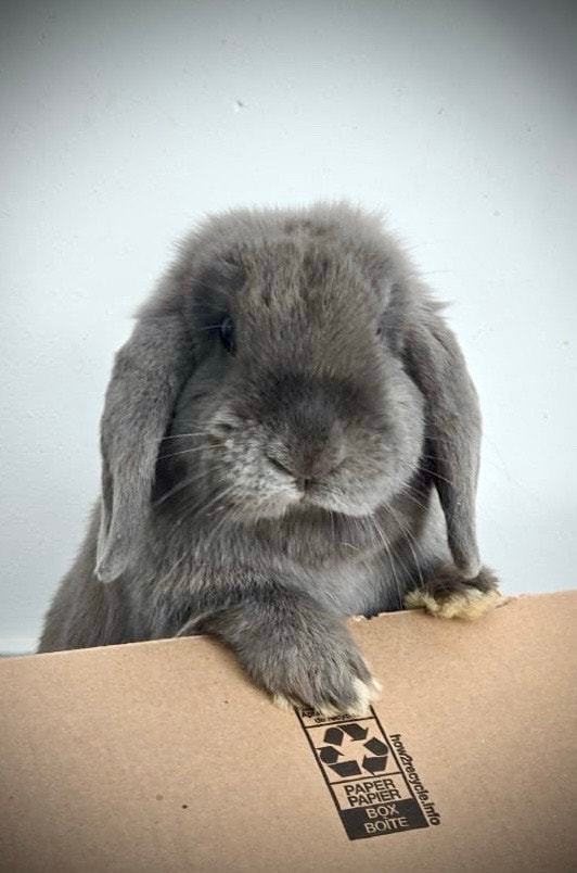 Mini Holland Lop Rabbit | Small Animals for Rehoming | City of Montréal ...
