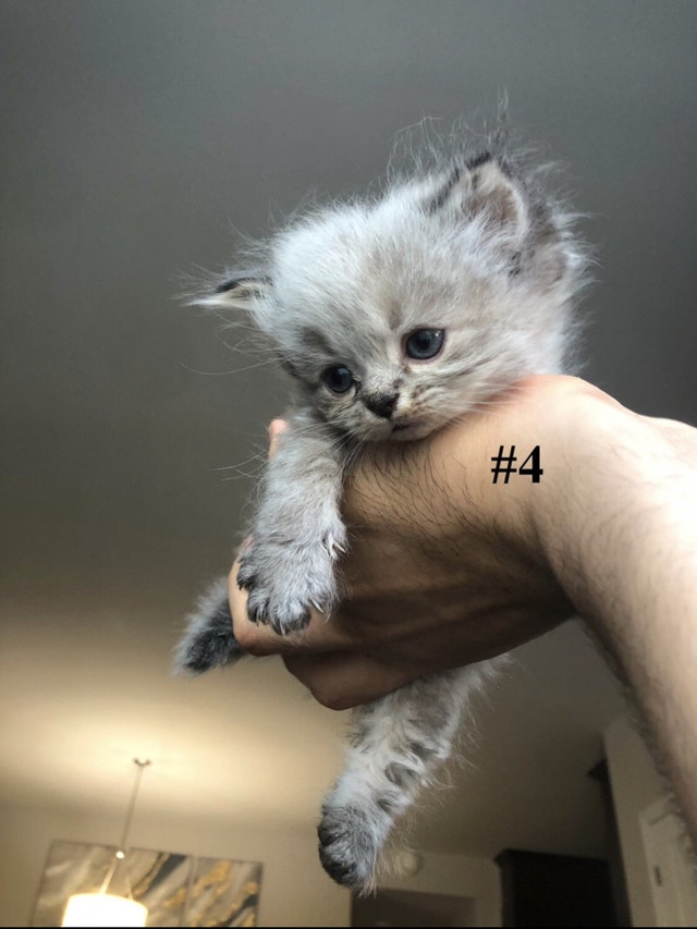 FIVE 5 HIMALAYAN/PERSIAN KITTENS UP FOR ADOPTION Cats & Kittens for