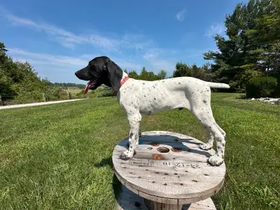 German Shorthair Pointer Puppies, View more