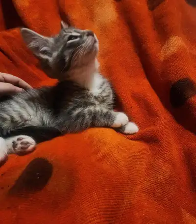 Beaux petits chatons croisés Bengal prêts à quitter!, View more