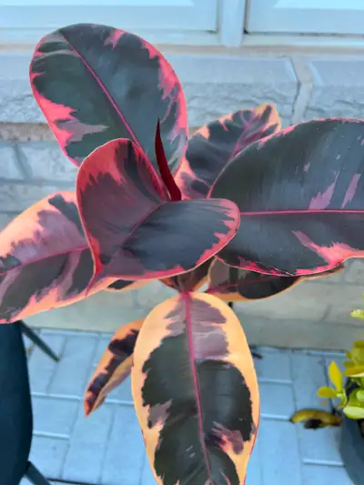 Healthy clementine plants which have flowers and some fruits, View more