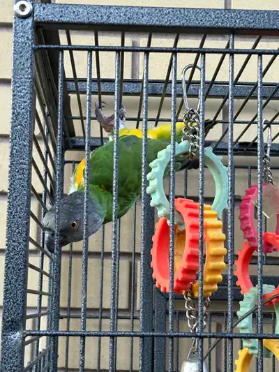 Perroquet Youyou du Senegal Parrot, View more