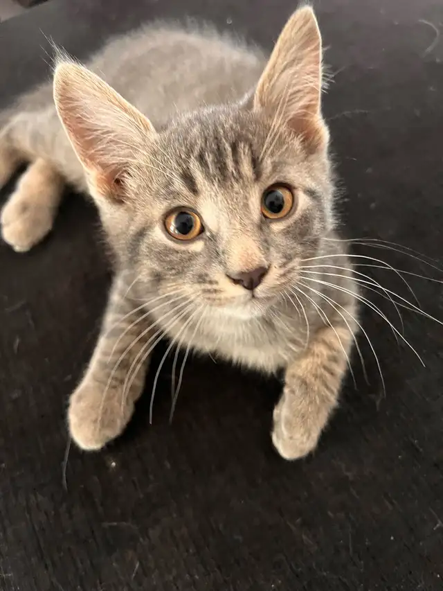 Gorgeous Male Kittens in Cats & Kittens for Rehoming in North Bay - Image 3