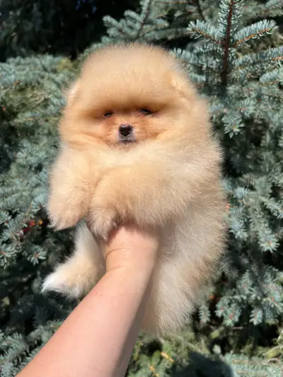Reserved! Two Adorable Teddy Bear Pomeranian Girls, View more