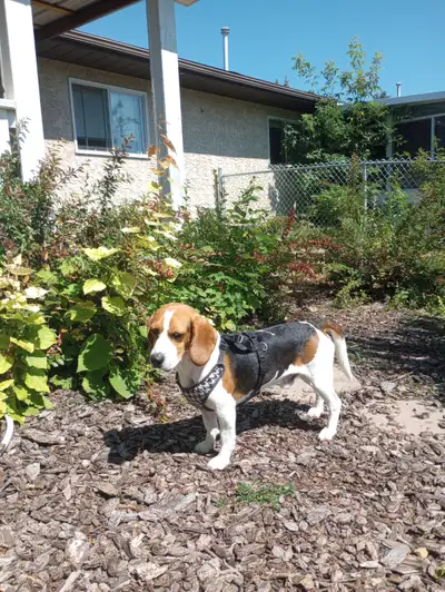 Beautiful beagle for sale, View more