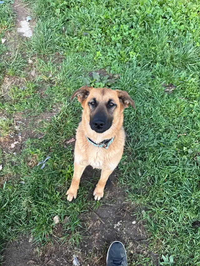 German Shepard x golden retriever in Dogs & Puppies for Rehoming in Owen Sound - Image 3