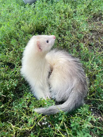 Ferrets, adorable  fuzz butts, View more