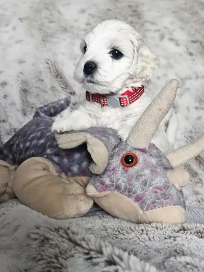 Puppy Cockachon, View more
