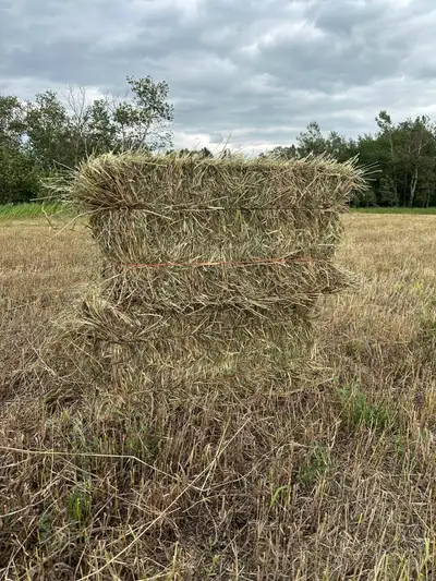 200 square hay bales, baled today. $10/bale. Call 441-0005