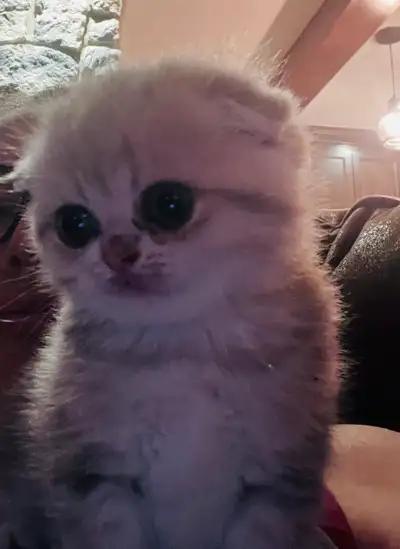 Scottish kitten , View more