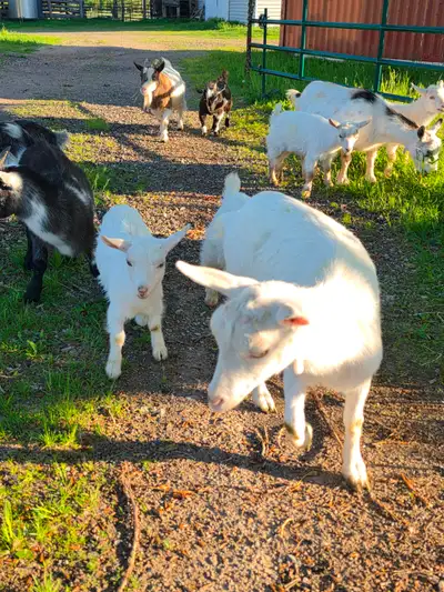 Nigerian goat herd. Does, kids, all, View more