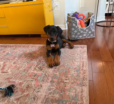 Born Feb 9th 2025 Female Doberman puppy Comes with wormable doses, and first shots Reason : Our olde...