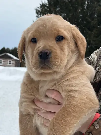 Purebred Labrador Puppies, View more