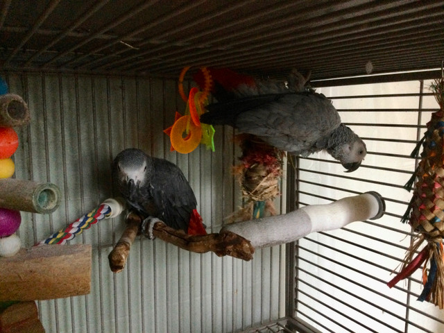 Congo African Grey Breeding Pair in Birds for Rehoming in St. Catharines - Image 4