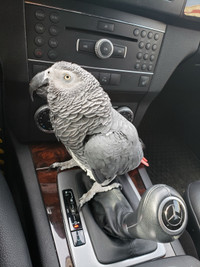 Male African gray parrot 