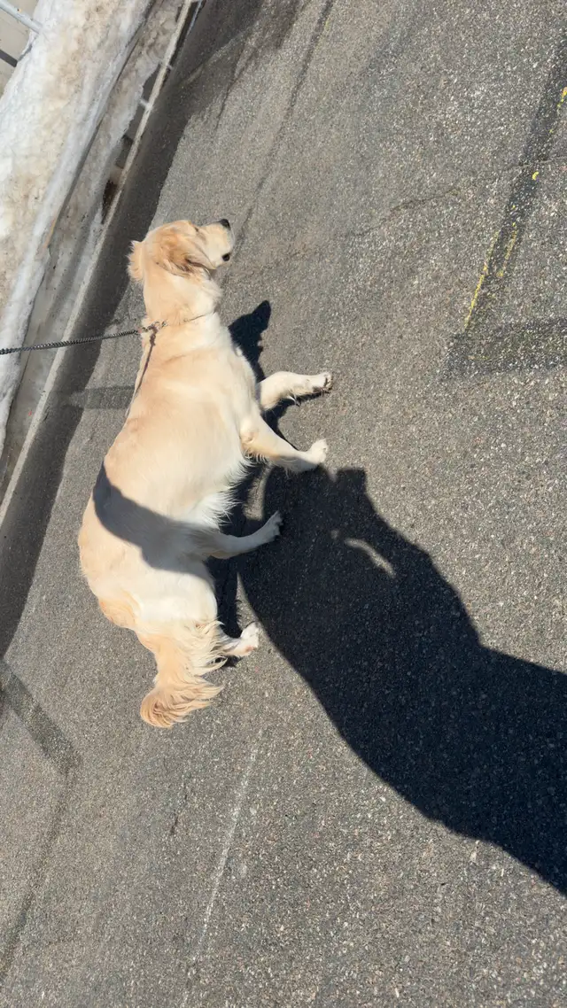 Chiots Golden retrievers PURE RACE in Dogs & Puppies for Rehoming in Laval / North Shore - Image 7