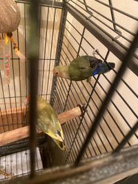 Baby lovebirds for sale cheap