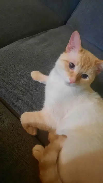 Male cat, around one year old. Gets along with small dogs and other cats. Not sure about children bu...