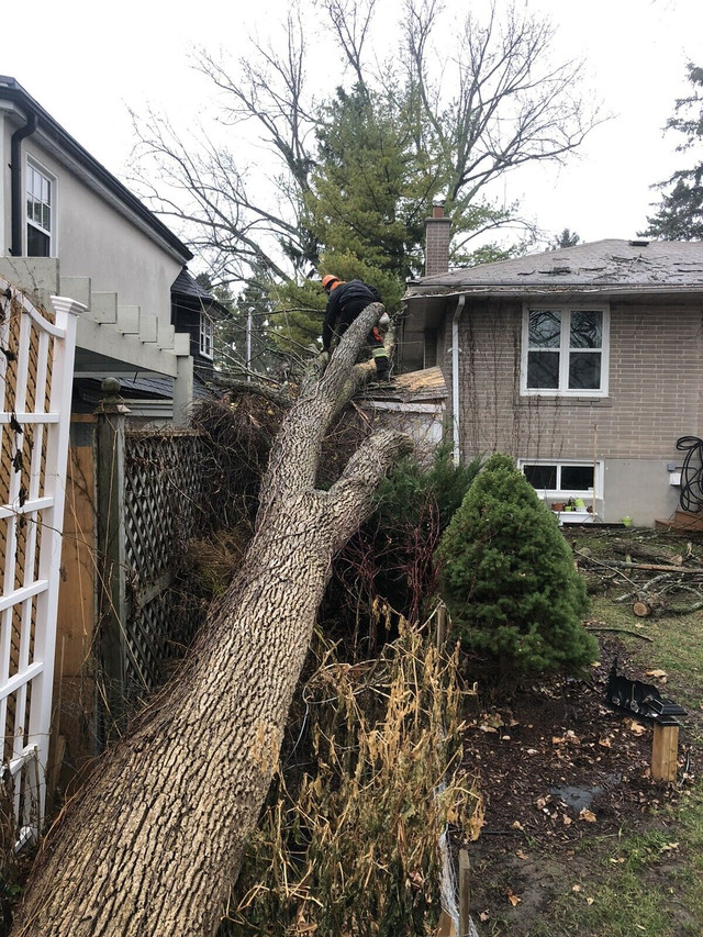 Tree Care and Service in Lawn, Tree Maintenance & Eavestrough in Oshawa / Durham Region - Image 4