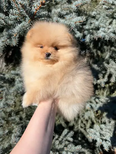 Cream female Pomeranian, View more