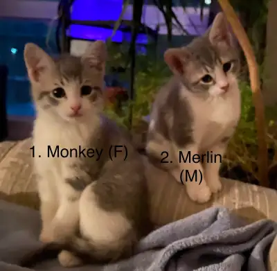 Kittens ready for new homes, View more