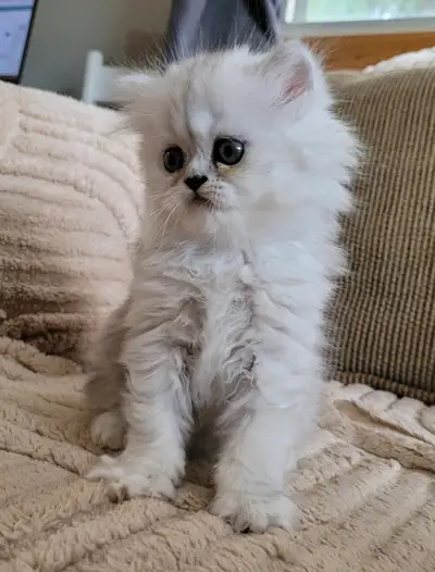Cute Cuddly Registered Dollface Persians, View more