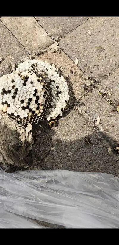 Please contact 905-288-7484 for all pest control and wildife solutions..