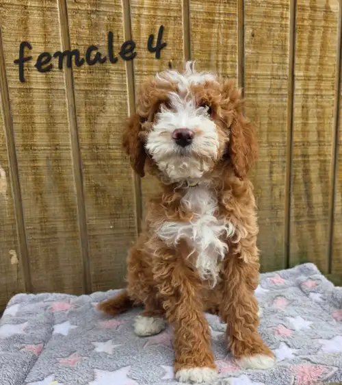 If a puppy is posted then YES!! he/she is available. Vet checked First vaccinations Dewormed and Rev...