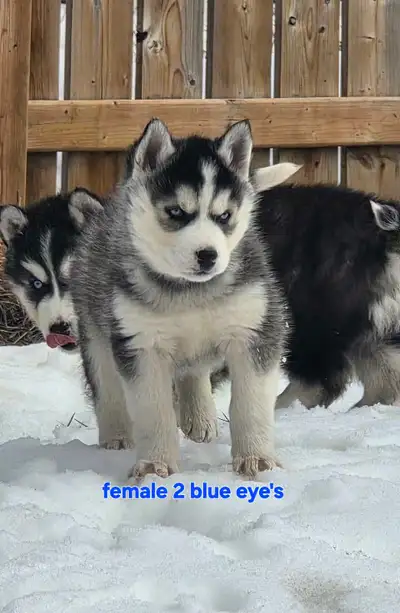 3 baby siberian husky's available ready to go home, View more