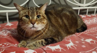 Adoptable cats - fully vetted