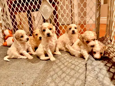 Bichonpoo small breed Puppies, View more