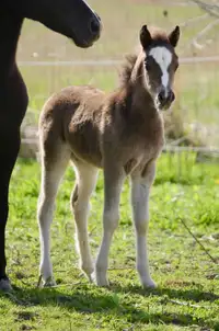 2024 Miniature Shetland Foals