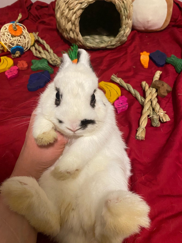 Adorable Purebred Netherland Dwarf Baby Bunny in Small Animals for Rehoming in Burnaby/New Westminster