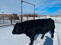 3 year old Purebred Homo Polled Black Simmental Bull