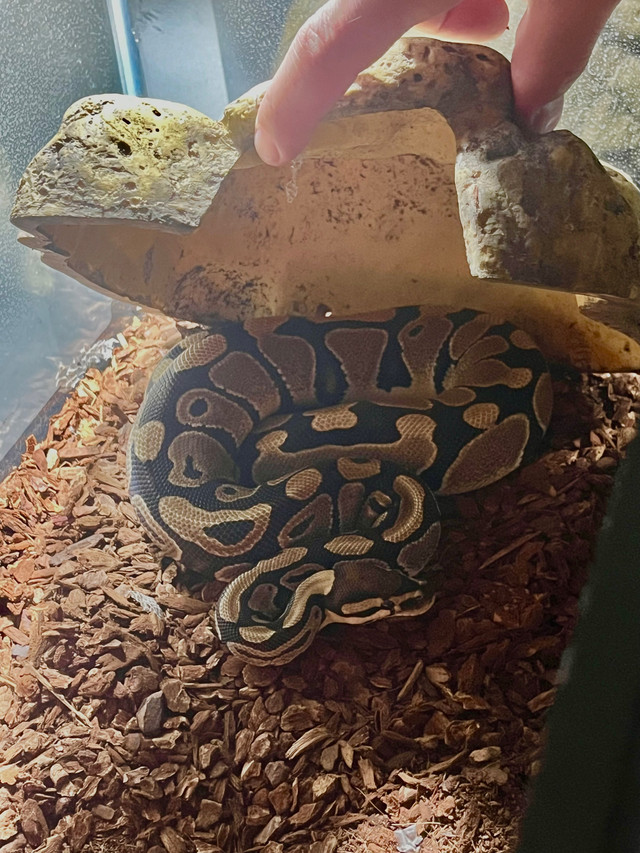 Ball python  in Other Pets for Rehoming in Oshawa / Durham Region