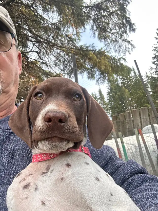 German Shorthaired Pointer  Puppies Wingshot_GSPs in Dogs & Puppies for Rehoming in St. Albert - Image 8
