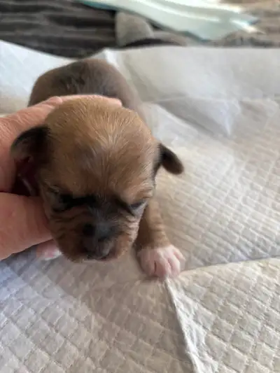 Beiwer yorkie pups 4 females 2 males, View more
